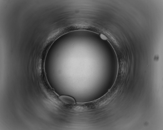 X0000100190494200805301251