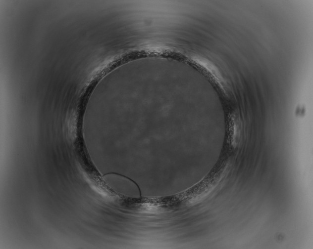 X0000100190496200805301251