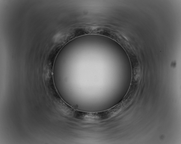X0000100190515200805301250