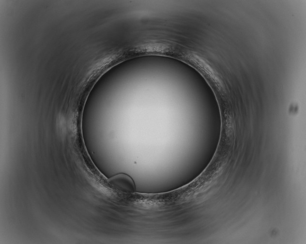 X0000100190537200805301250