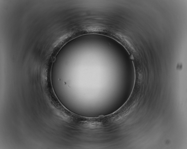 X0000100190539200805301250