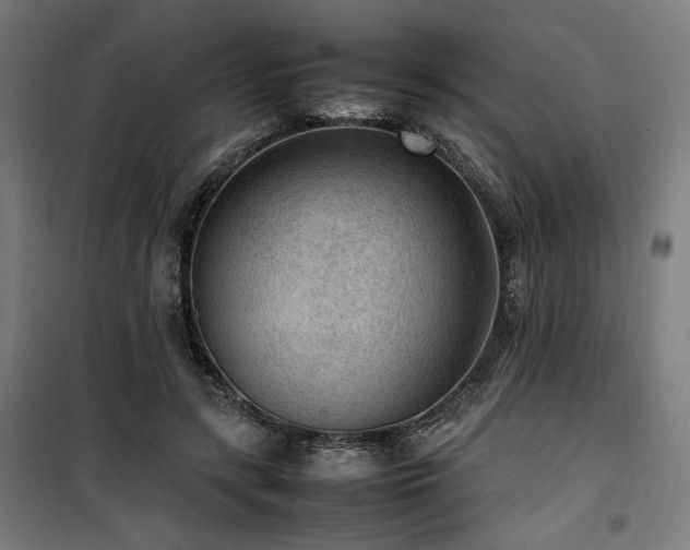 X0000100190547200805301250