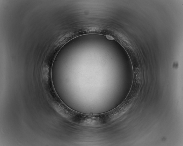 X0000100190550200805301250