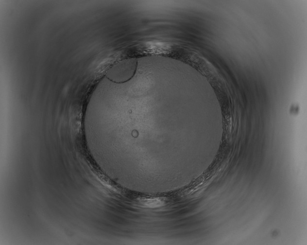 X0000100190553200805301250