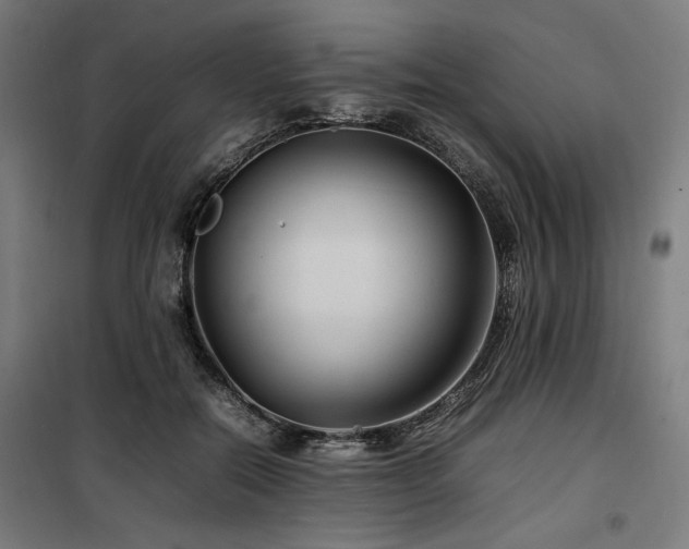 X0000100190554200805301250