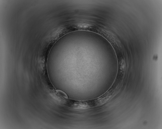 X0000100190559200805301250