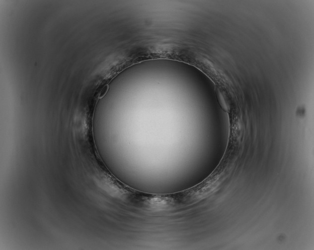 X0000100190566200805301250