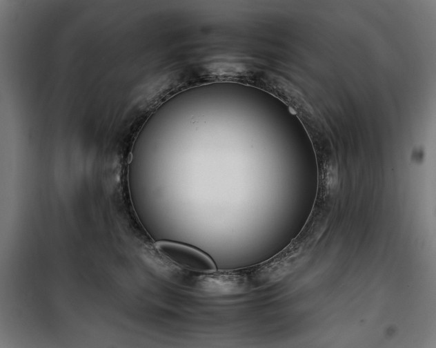 X0000100190567200805301250