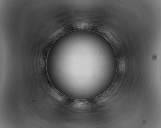 X0000100190569200805301250