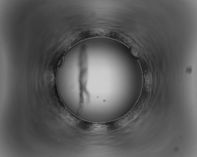 X0000100190617200805301249