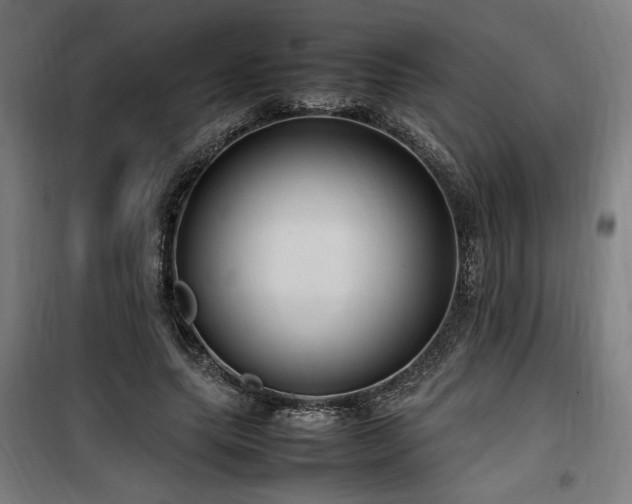 X0000100190639200805301248