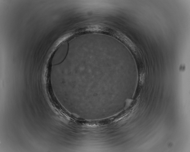 X0000100190724200805301246