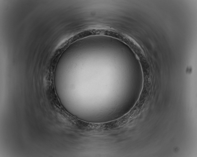 X0000100190775200805301246