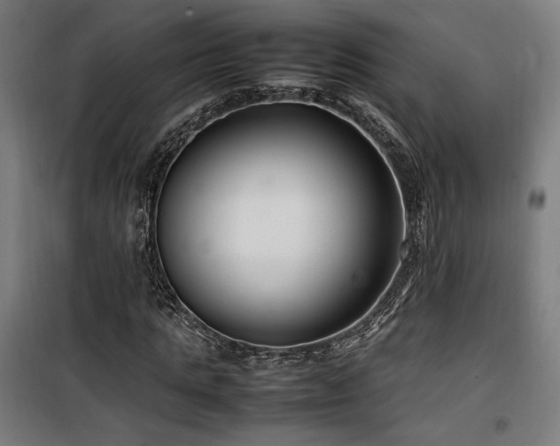 X0000100190821200805301245