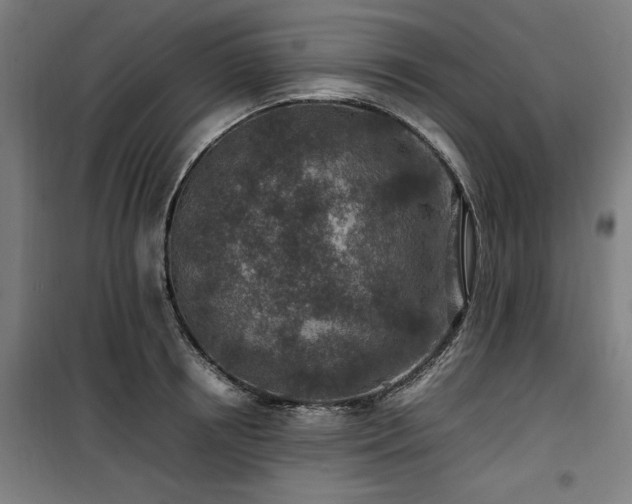 X0000100190850200805301245