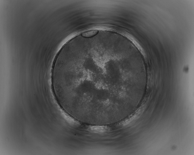 X0000100190853200805301245