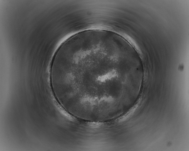 X0000100190854200805301246