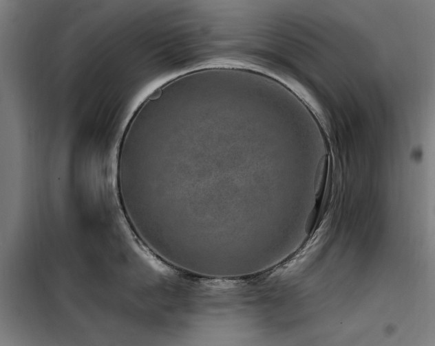 X0000100190862200805301246