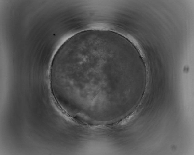 X0000100190864200805301246