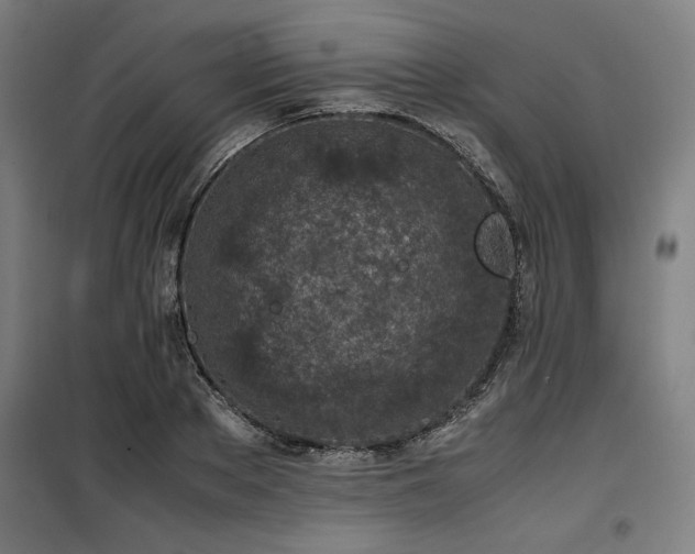 X0000100190889200805301245