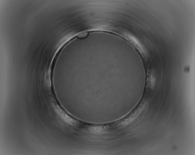 X0000100190892200805301245