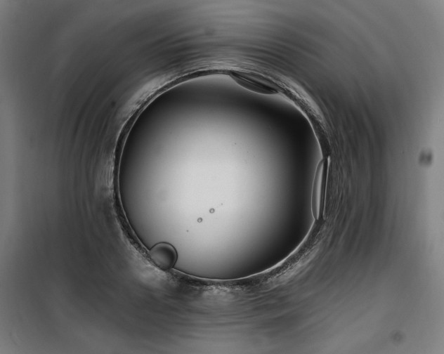 X0000100190938200805301244