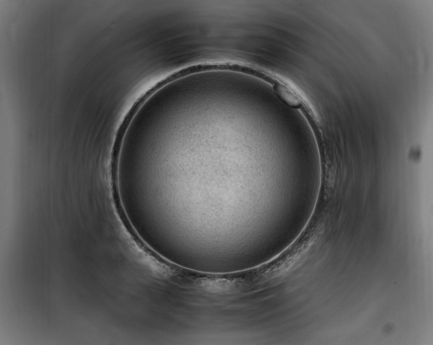 X0000100190943200805301244
