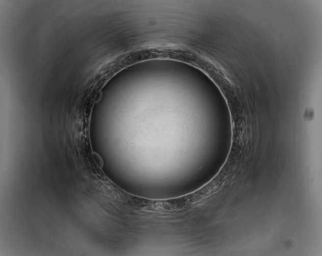X0000100190966200805301244