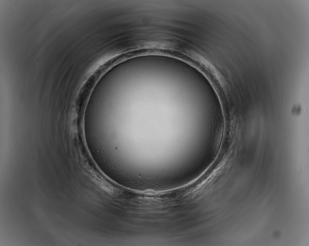 X0000100191019200805301243