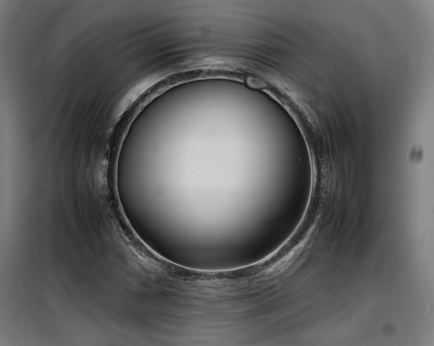 X0000100191066200805301242