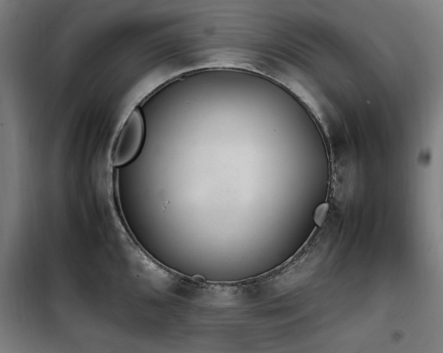 X0000100191096200805301242