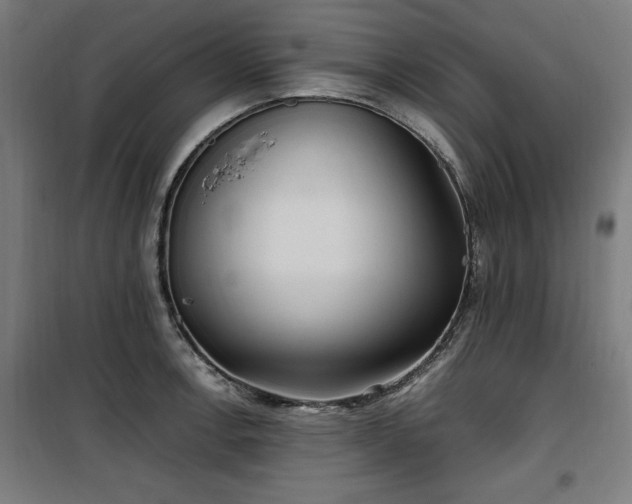 X0000100191138200805301242