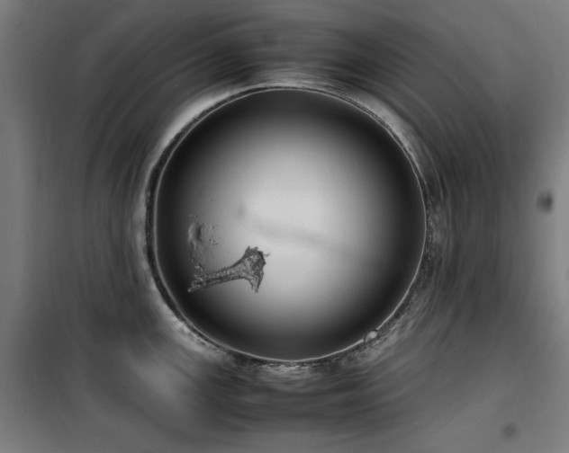 X0000100191147200805301242