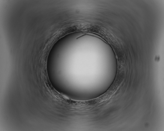 X0000100191153200805301241