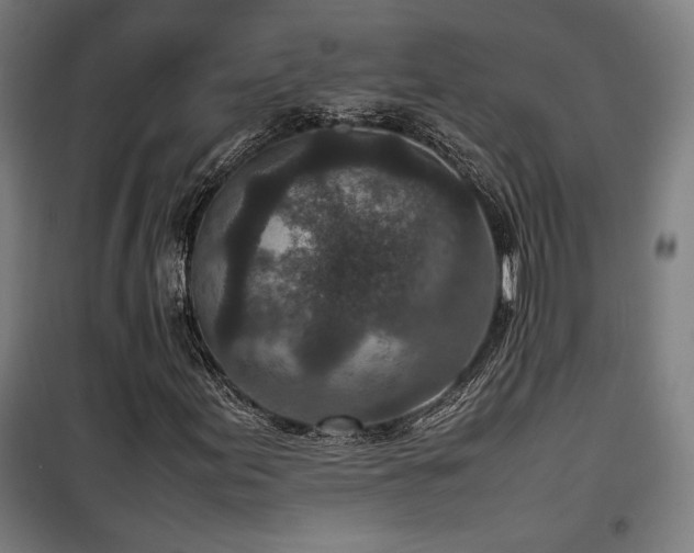 X0000100191155200805301241