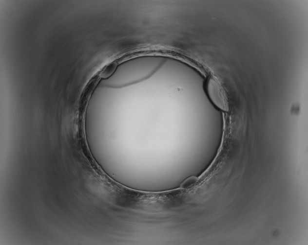 X0000100191165200805301241