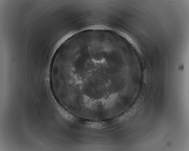X0000100191229200805301240