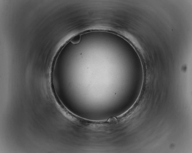 X0000100191237200805301240