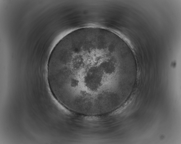 X0000100191239200805301240
