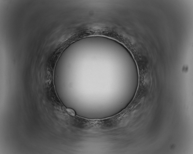 X0000100191253200805301240