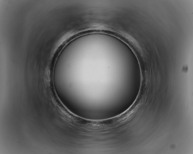 X0000100191318200805301239