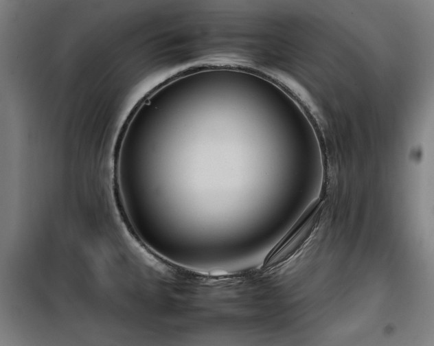 X0000100191335200805301239