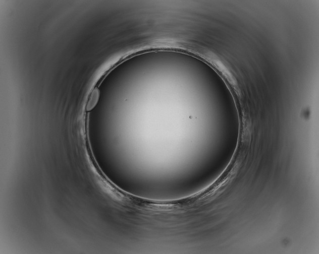 X0000100191342200805301239