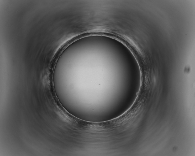 X0000100191356200805301238