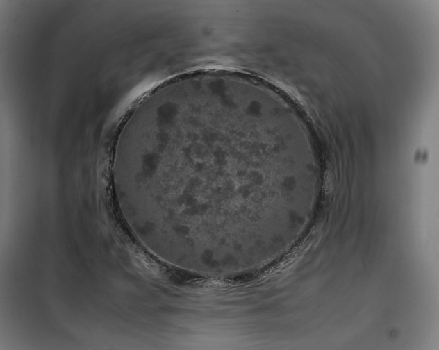 X0000100191359200805301238