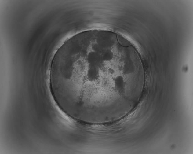 X0000100191383200805301238
