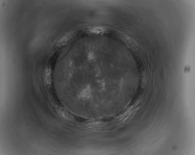 X0000100191394200805301237