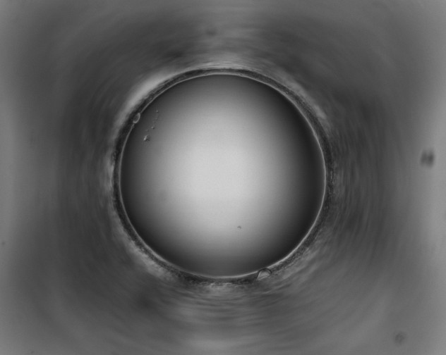 X0000100191416200805301237