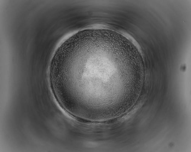 X0000100191429200805301238