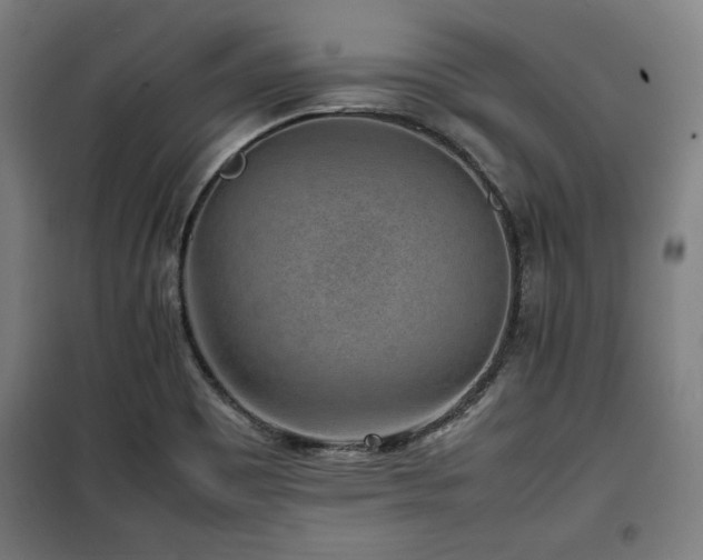 X0000100191465200805301237